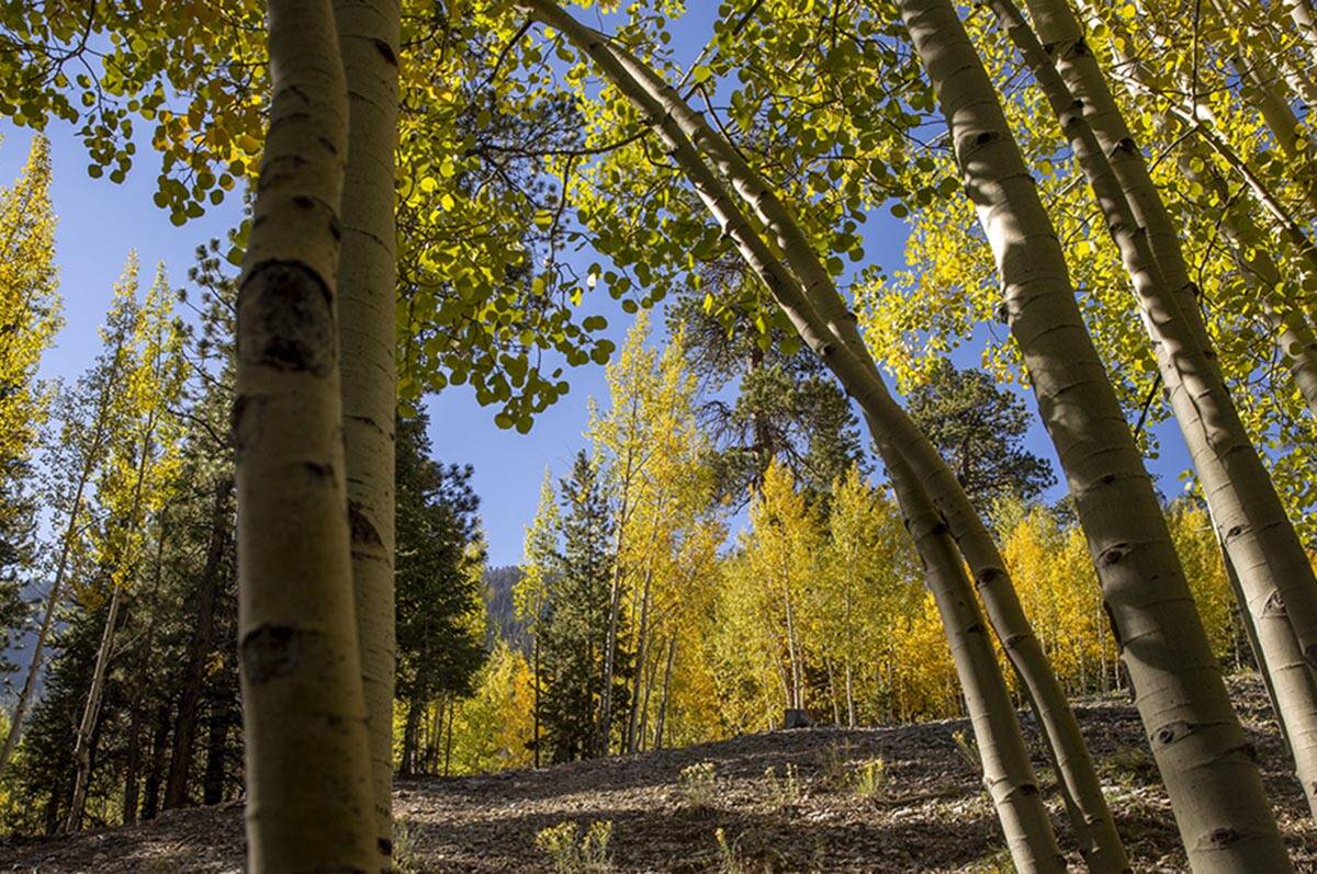 A stand of aspens turns color on the first day of fall near the Lee Canyon ski resort on Wednes ...