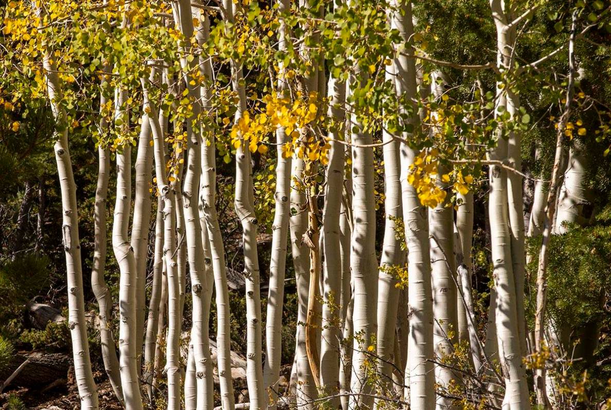 A stand of Aspens turns color on the first day of fall near the Lee Canyon ski resort on Wednes ...