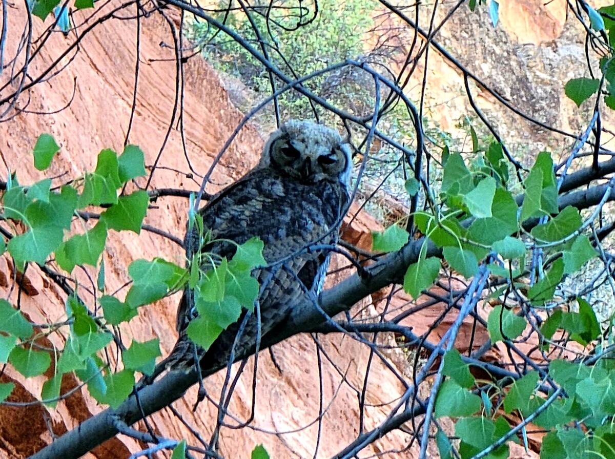 A juvenile great-horned owl surveys its surroundings along the Escalante River in September. (N ...