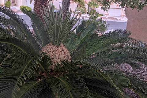 The cycad-- or sago palm -- has new growth coming from the center above the female flowers. (Bo ...