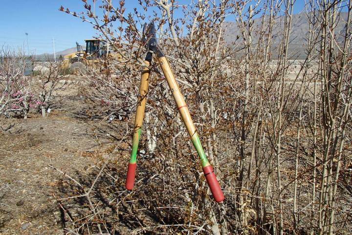 This lopper is used for pruning large branches and hung up in a tree properly so the blades don ...