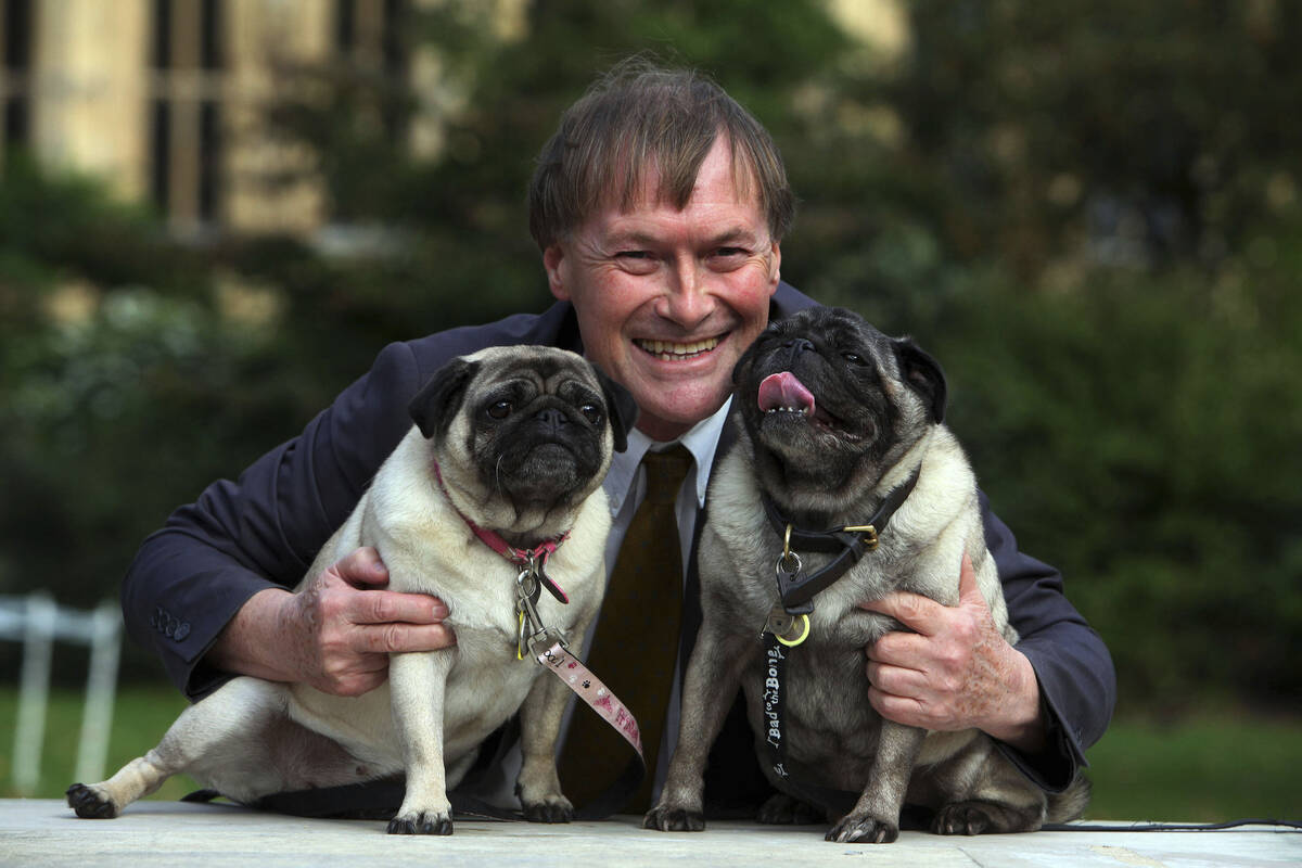 Conservative MP David Amess with his pugs, Lily and Boat at the Westminster Dog of the Year com ...