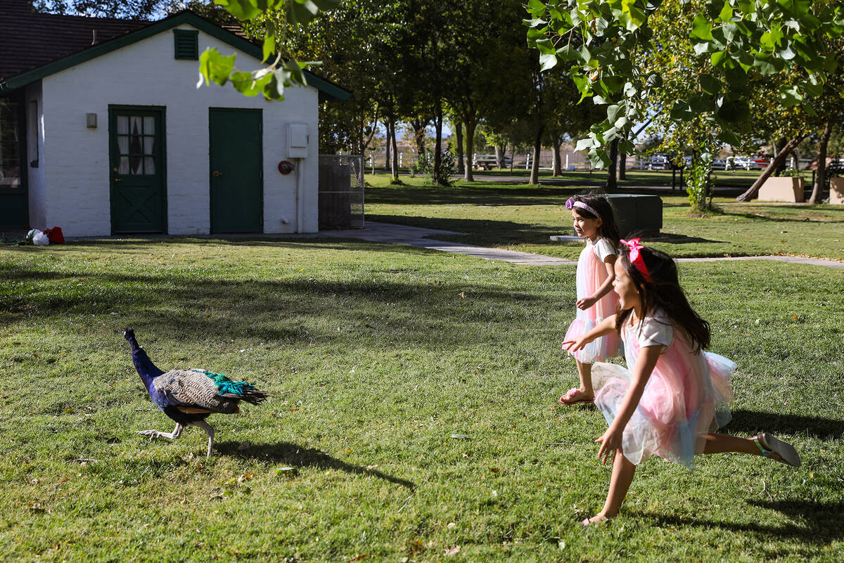 Anelia Olsen, 6, far right, and her twin Mya Olsen, 6, left, chase a peacock after doing a phot ...