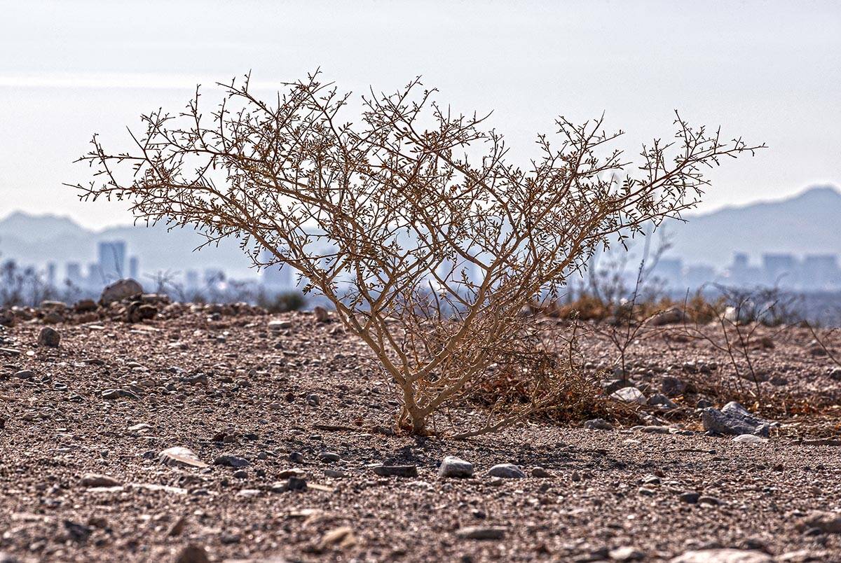 The Las Vegas skyline seen from a vacant field on Saturday, Oct. 9, 2021. Warm and dry conditio ...