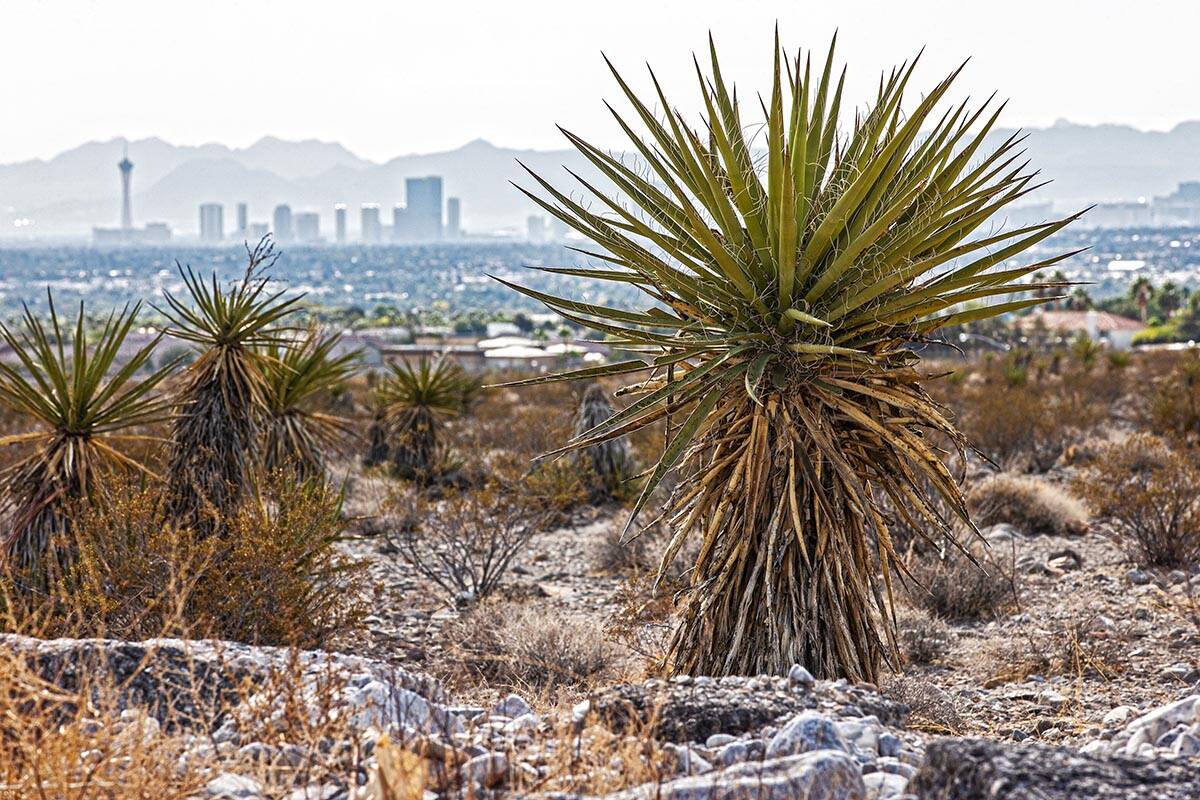 The Las Vegas skyline seen from a vacant field on Saturday, Oct. 9, 2021, in Las Vegas. Dry con ...