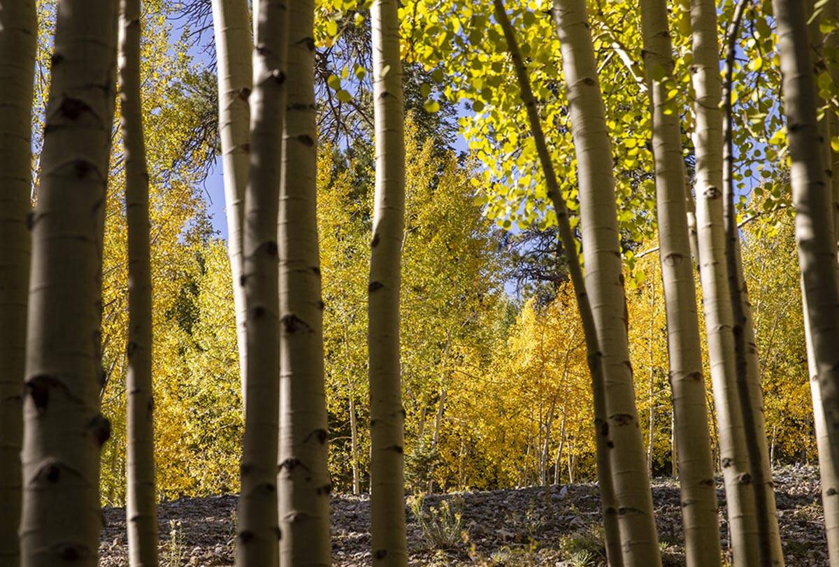 A stand of Aspens turns color on the first day of fall near the Lee Canyon ski resort on Wednes ...