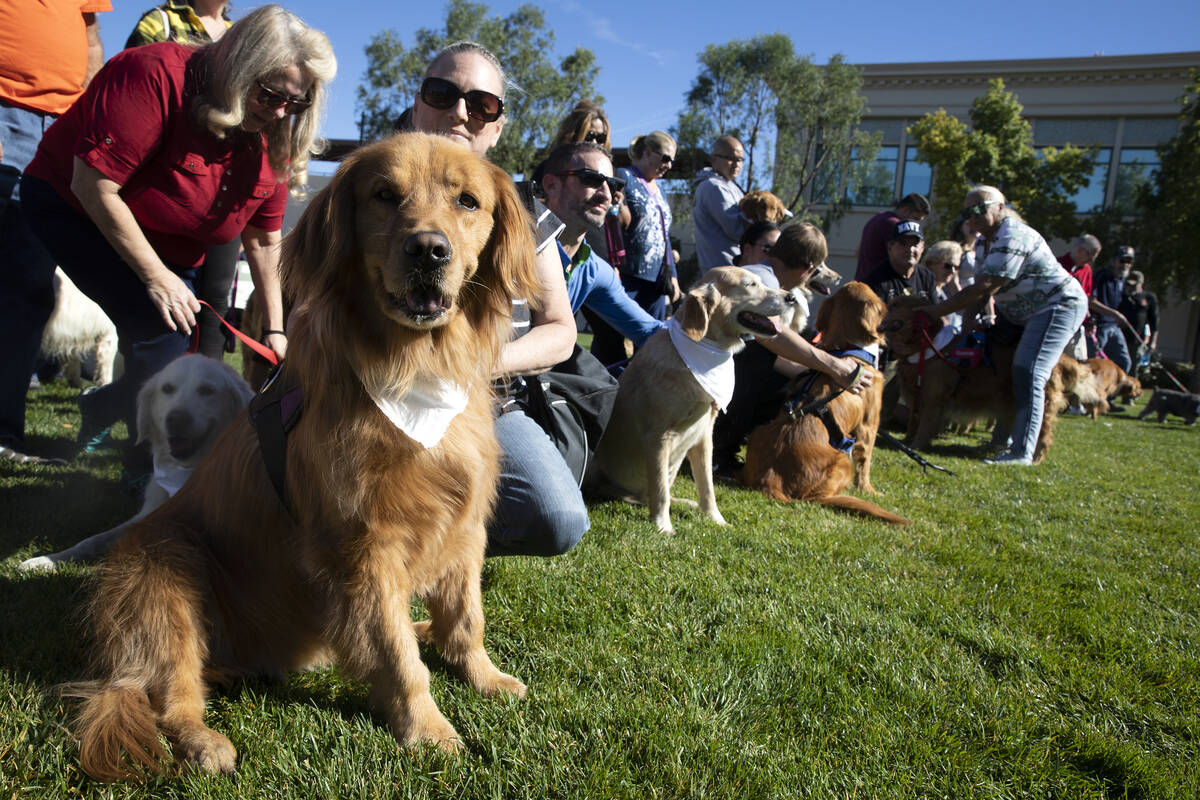 Penny the golden retriever readies for a group photo of the golden retrievers that attended a w ...