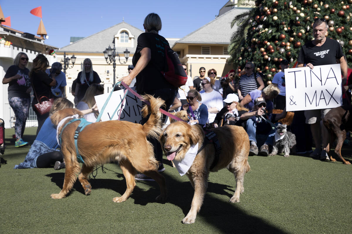 Event organizer Angela Pinzon holds onto her golden retrievers Rocky and Angel during a walk in ...