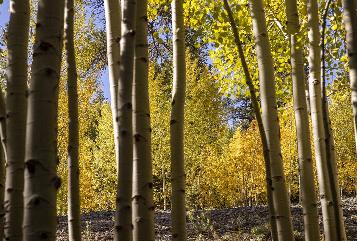 A stand of Aspens turns color on the first day of fall near the Lee Canyon ski resort on Wednes ...