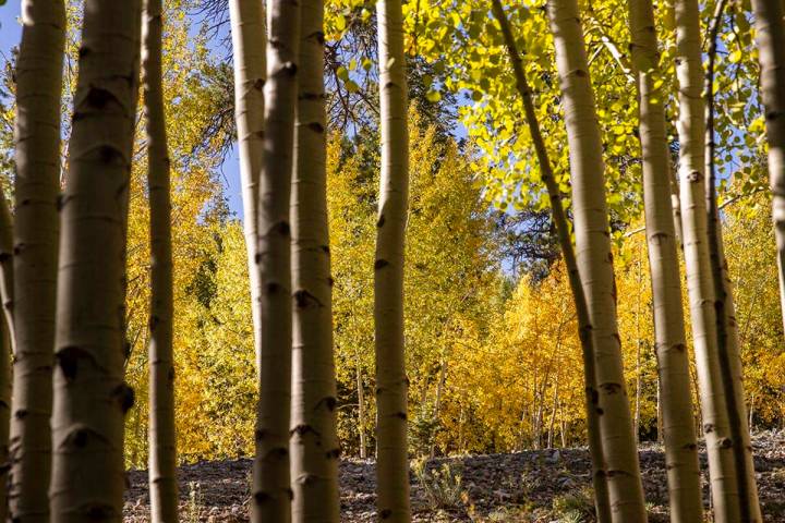 A stand of Aspens turns color on the first day of fall near the Lee Canyon ski resort on Wednes ...