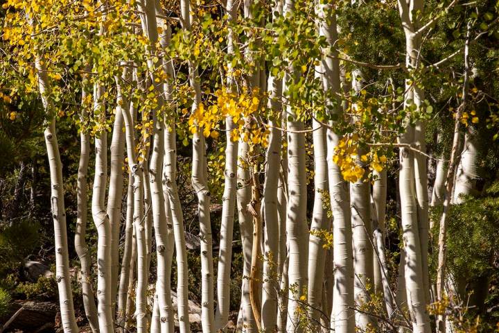 A stand of Aspens turns color on the first day of fall near the Lee Canyon ski resort on Wednes ...