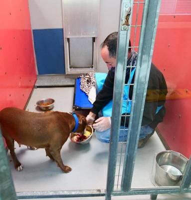 A dog chows down on a special Thanksgiving Day meal at The Animal Foundation in Las Vegas on Th ...