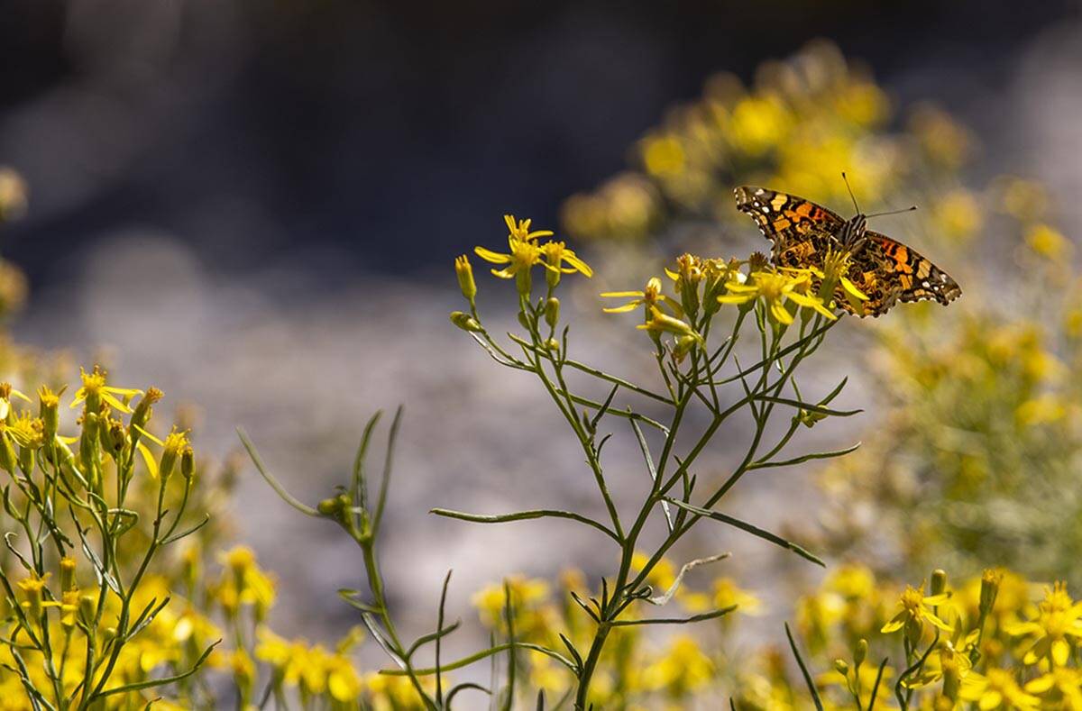 A butterfly rests atop some flower petals on the first day of fall near the Lee Canyon ski reso ...