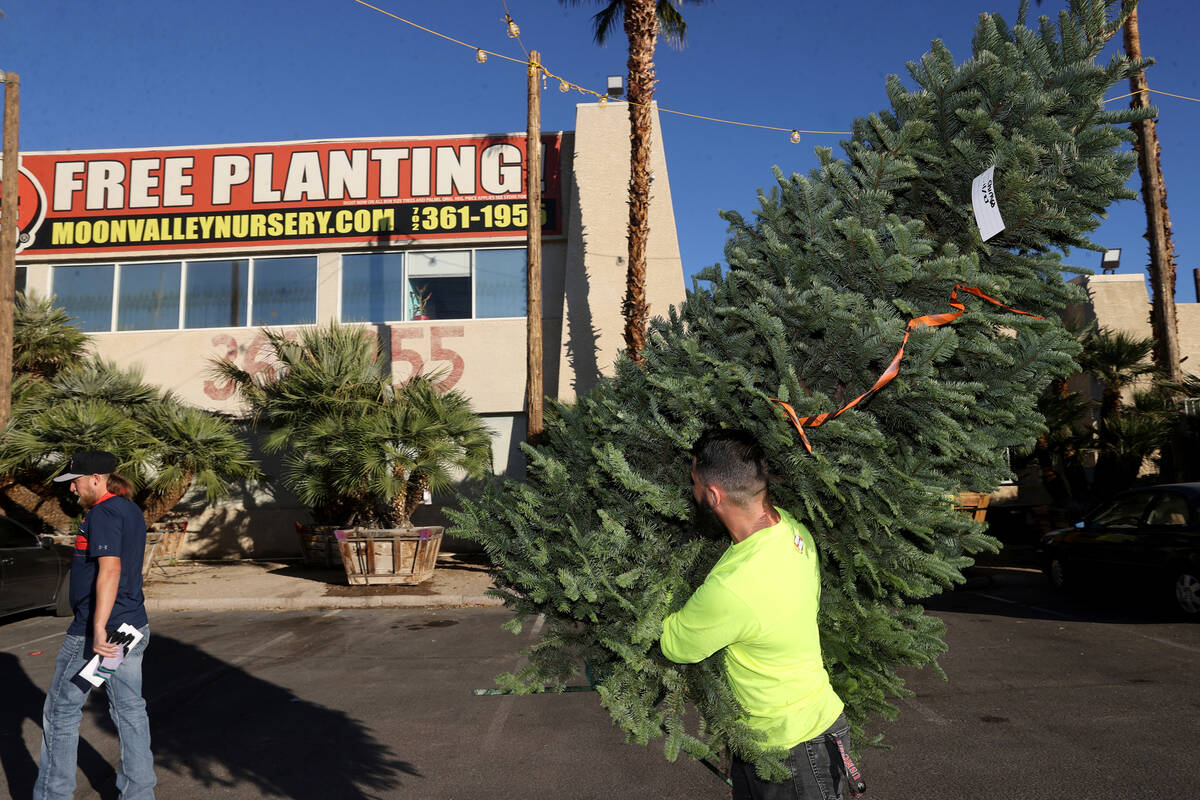 Anthony Diaz loads a Christmas tree for a customer at Moon Valley Nurseries on South Eastern in ...