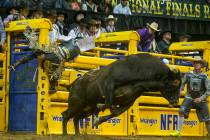 Stetson Wright of Milford, Utah, clings to the gate after being thrown from Pickup Man in Bull ...