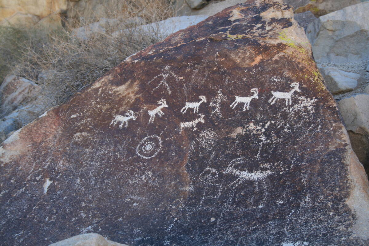This petroglyph panel depicting bighorn sheep were made by prehistoric people who etched or car ...