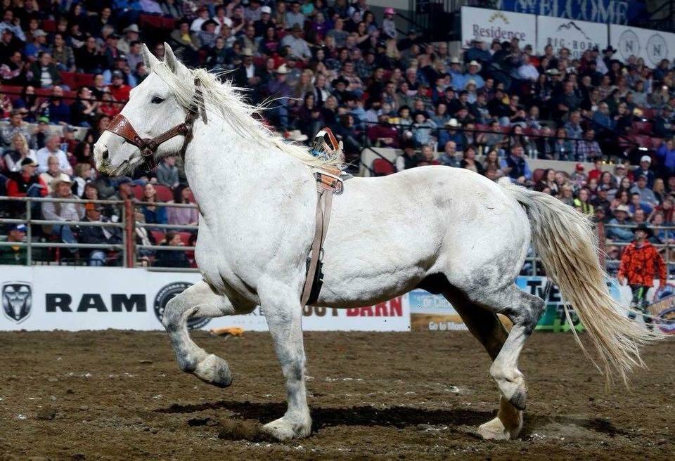 Powder River Rodeo’s Craig at Midnight, the 2016 Pro Rodeo Cowboys Association Bareback Horse ...
