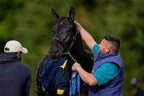 Kentucky Derby winner and Preakness entrant Medina Spirit is bathed after a workout ahead of th ...