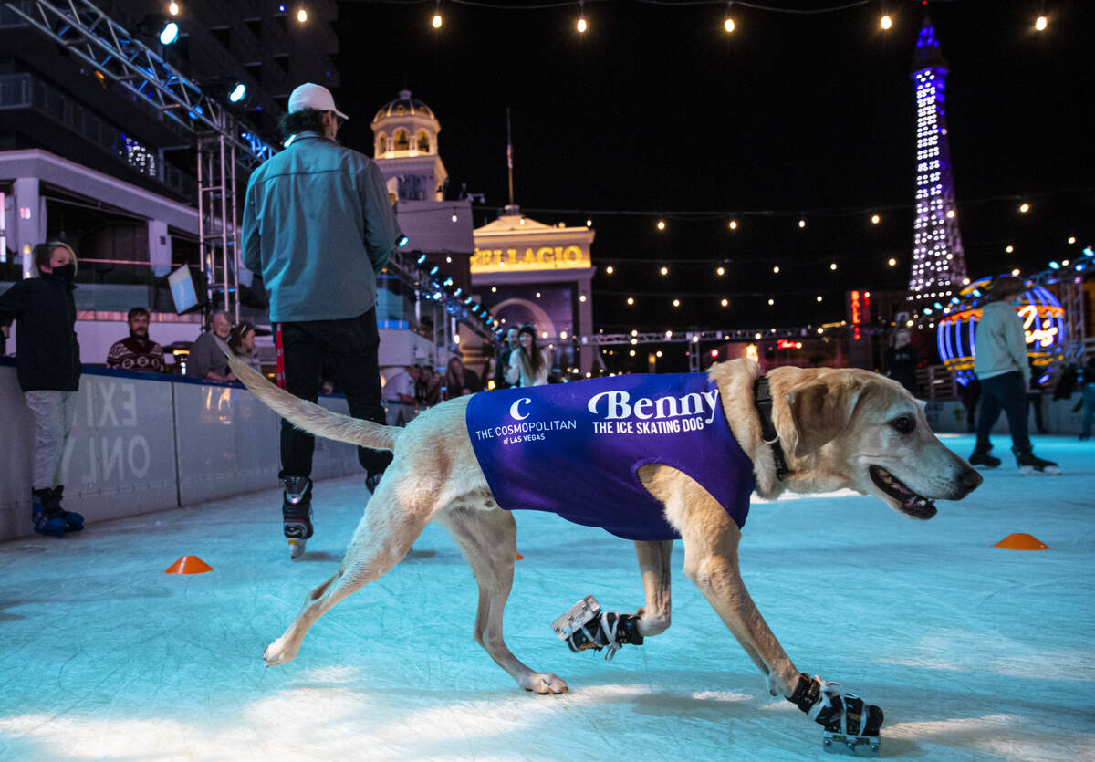 Benny, a Labrador retriever, skates at the ice rink at The Cosmopolitan of Las Vegas on Wednesd ...