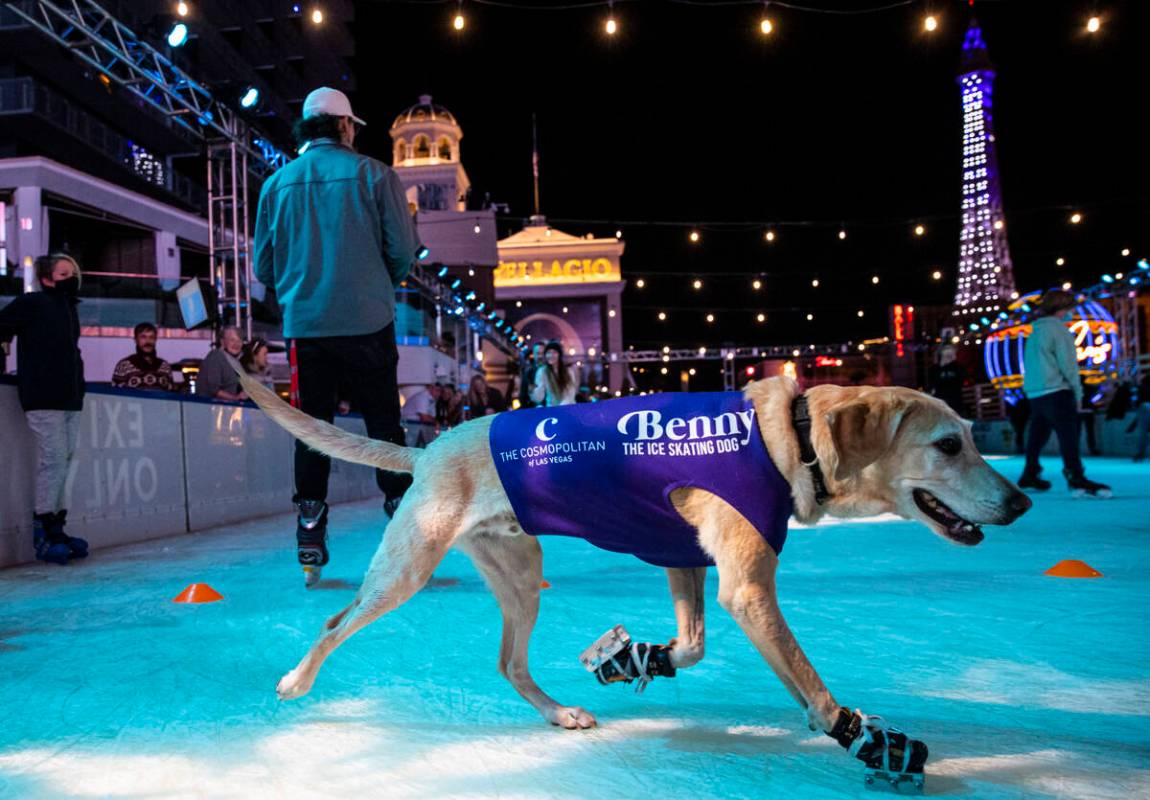 Benny, a Labrador retriever, skates at the ice rink at The Cosmopolitan of Las Vegas on Wednesd ...