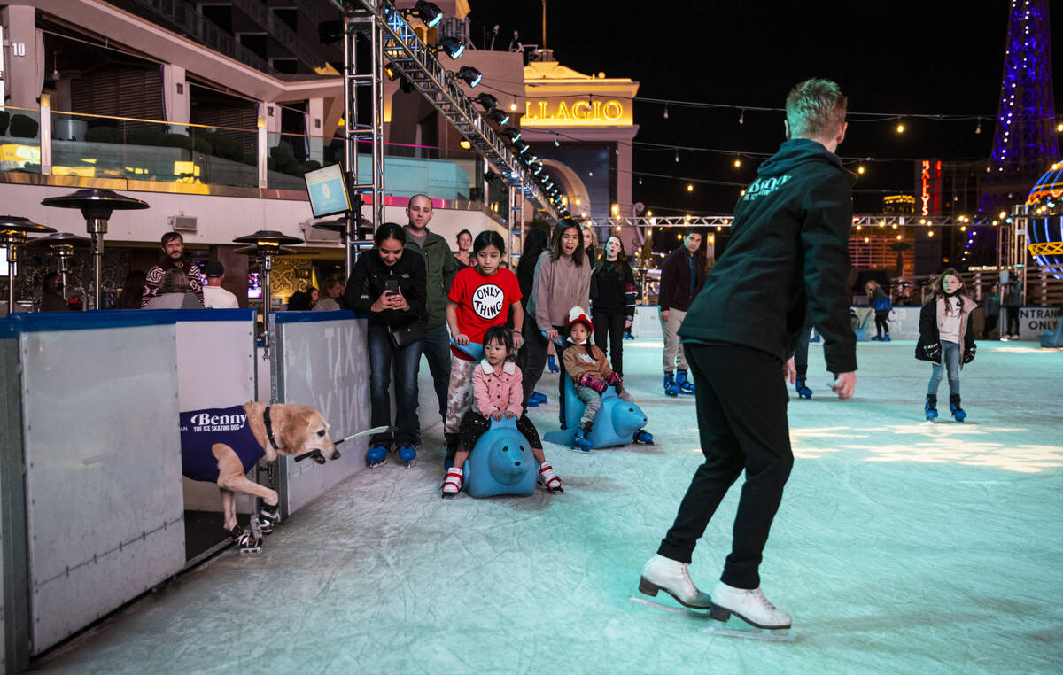 Benny, a Labrador retriever, enters the ice rink with his owner, Cheryl DelSangro, at The Cosmo ...