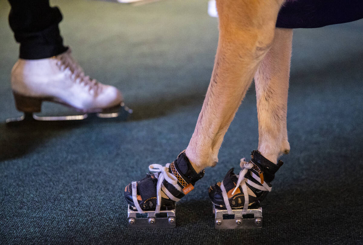 Benny, a Labrador retriever, prepares to skate at the ice rink at The Cosmopolitan of Las Vegas ...