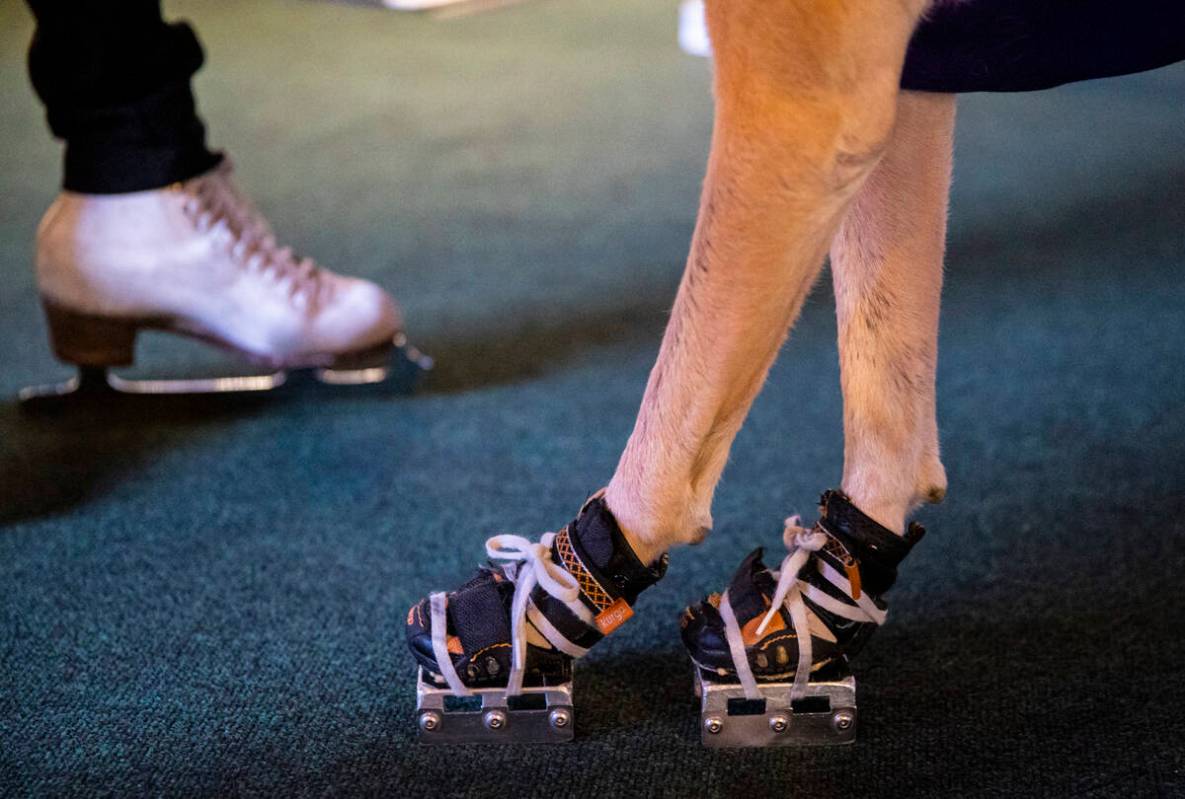 Benny, a Labrador retriever, prepares to skate at the ice rink at The Cosmopolitan of Las Vegas ...