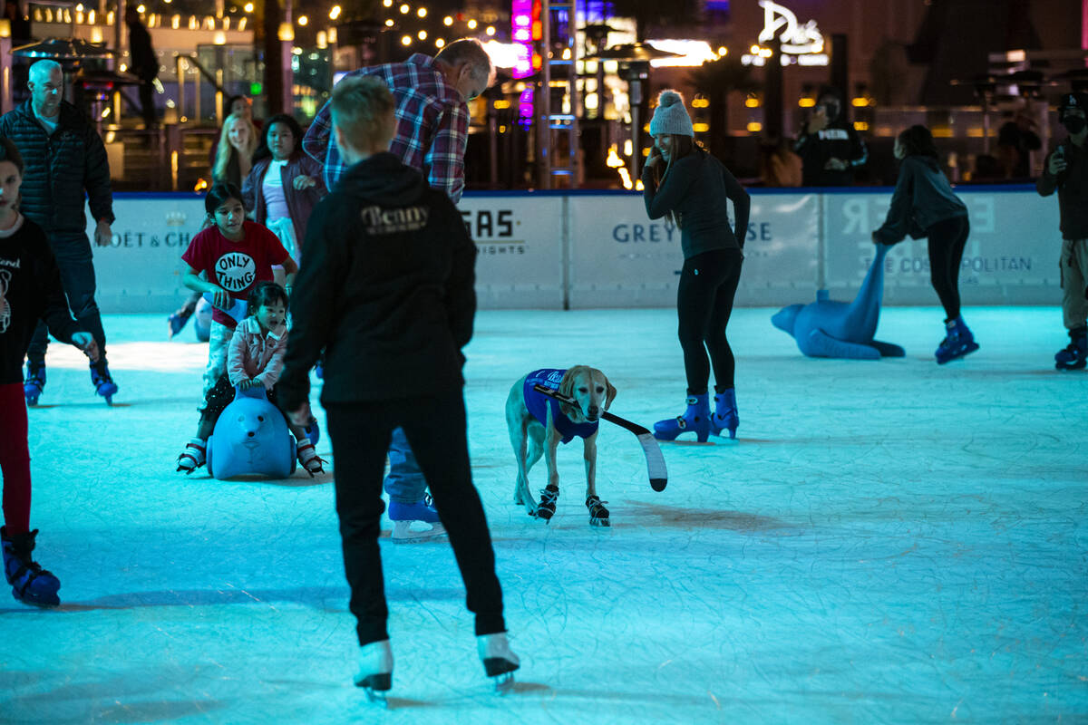 Benny, a Labrador retriever, skates at the ice rink at The Cosmopolitan of Las Vegas on Wednesd ...