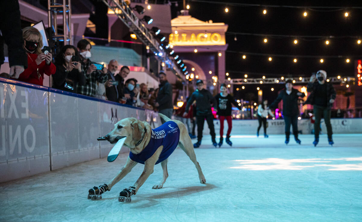 Benny, a Labrador retriever, skates at the ice rink at The Cosmopolitan of Las Vegas on Wednesd ...