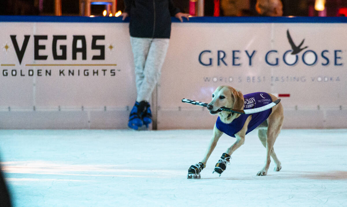 Benny, a Labrador retriever, skates at the ice rink at The Cosmopolitan of Las Vegas on Wednesd ...