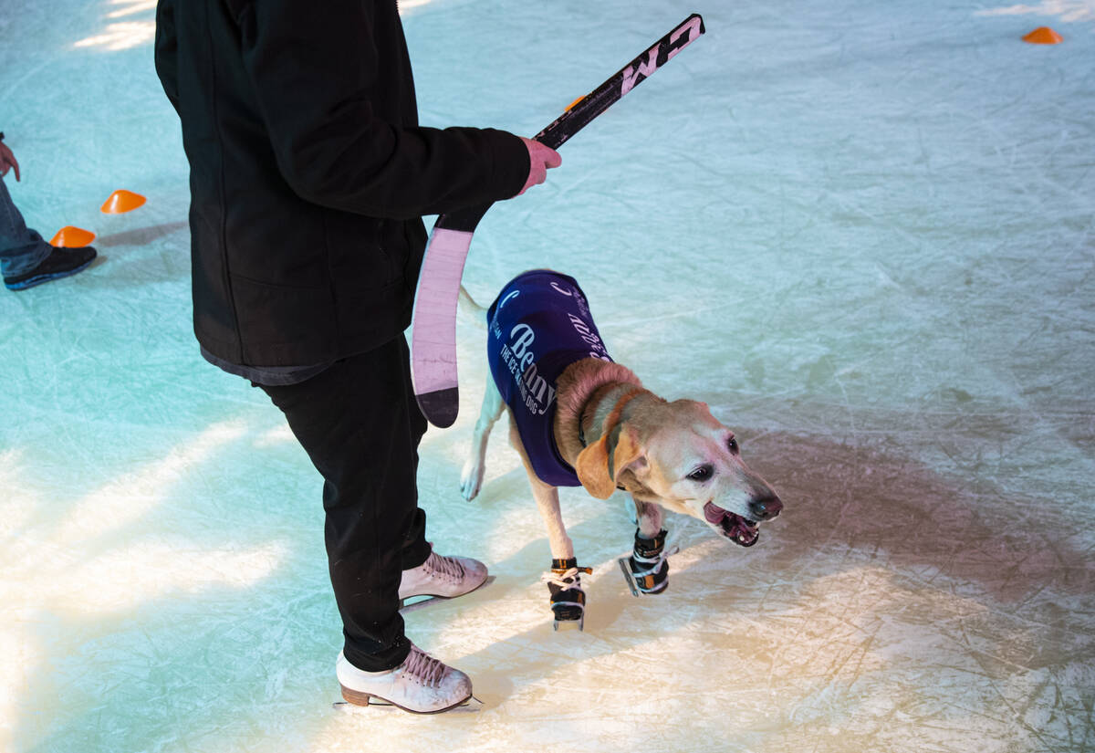 Benny, a Labrador retriever, skates at the ice rink at The Cosmopolitan of Las Vegas on Wednesd ...