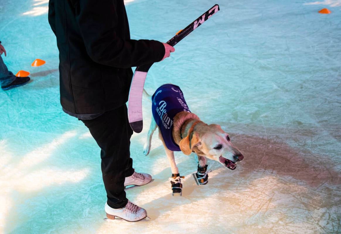 Benny, a Labrador retriever, skates at the ice rink at The Cosmopolitan of Las Vegas on Wednesd ...