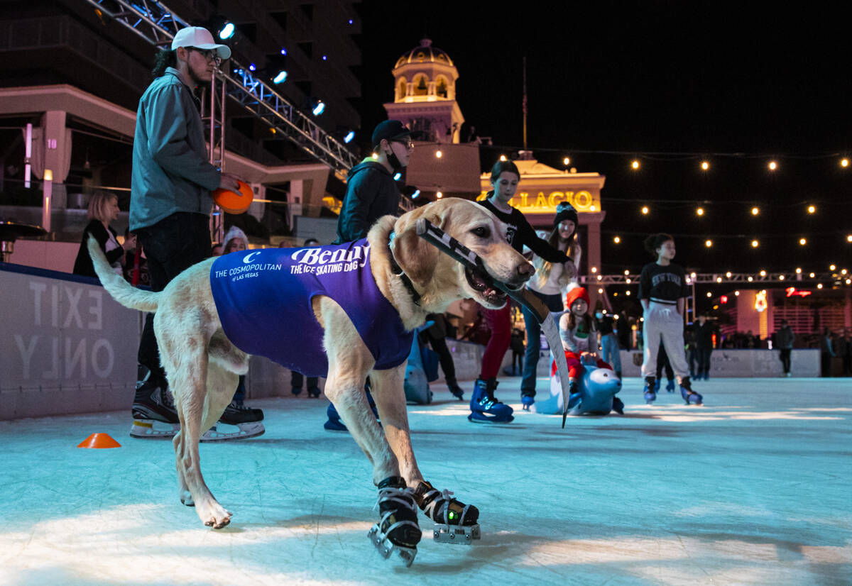 Benny, a Labrador retriever, skates at the ice rink at The Cosmopolitan of Las Vegas on Wednesd ...