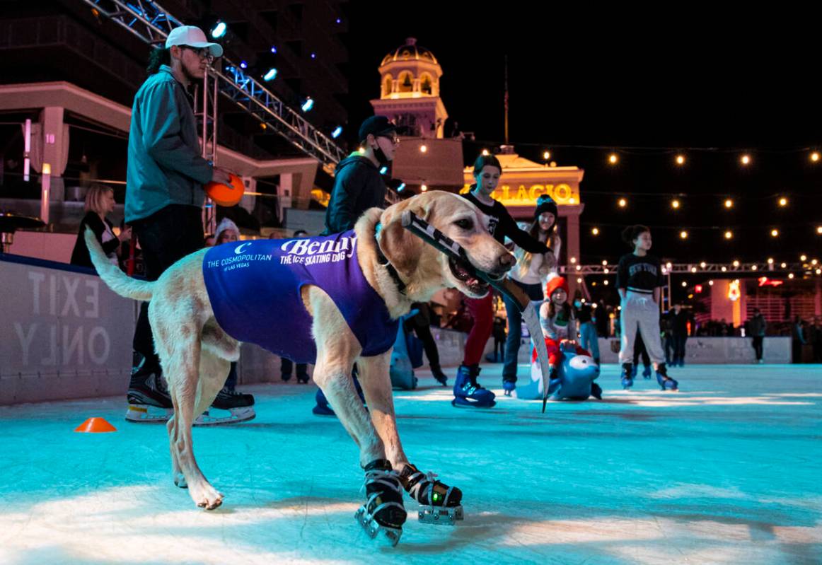 Benny, a Labrador retriever, skates at the ice rink at The Cosmopolitan of Las Vegas on Wednesd ...