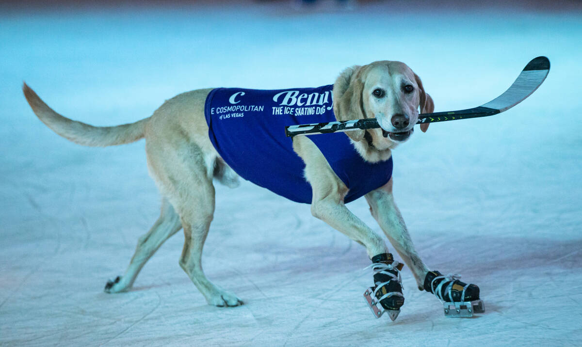 Benny, a Labrador retriever, skates at the ice rink at The Cosmopolitan of Las Vegas on Wednesd ...