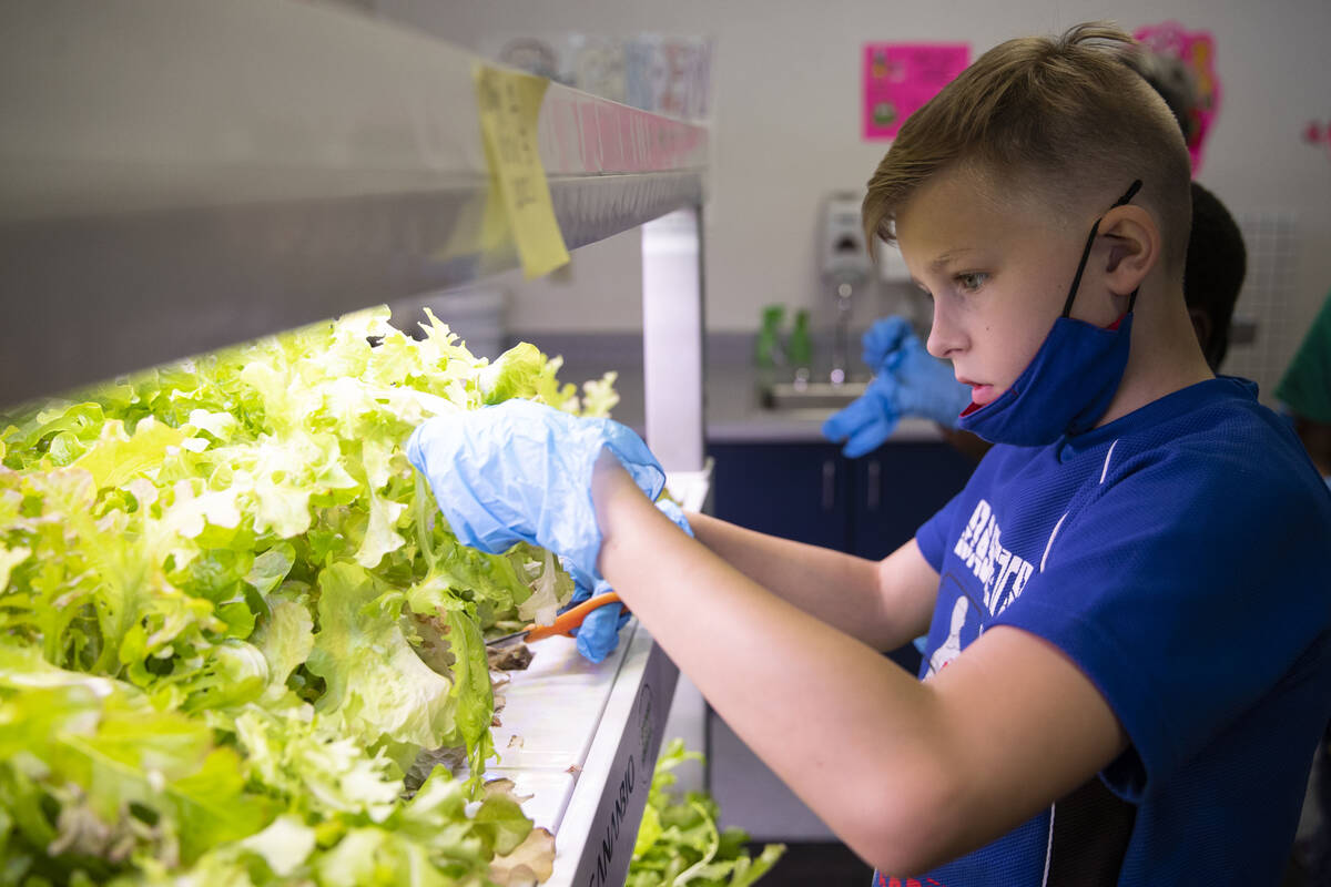 Ash Krouse, 10, harvests lettuce from a hydroponic garden during a Gardening Club meeting at De ...