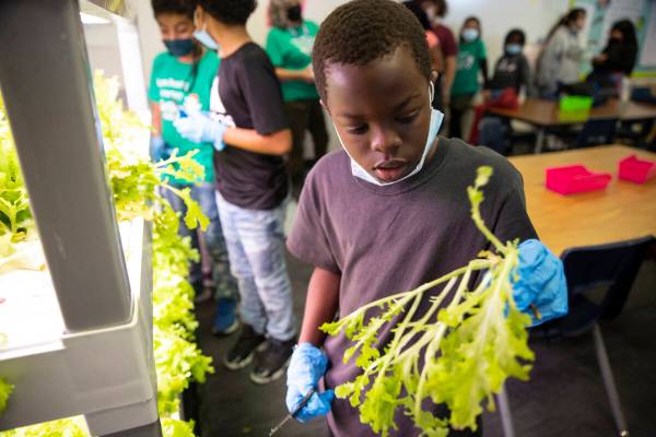 Antrell Montgomery, 9, harvests lettuce from a hydroponic garden during a Gardening Club meetin ...