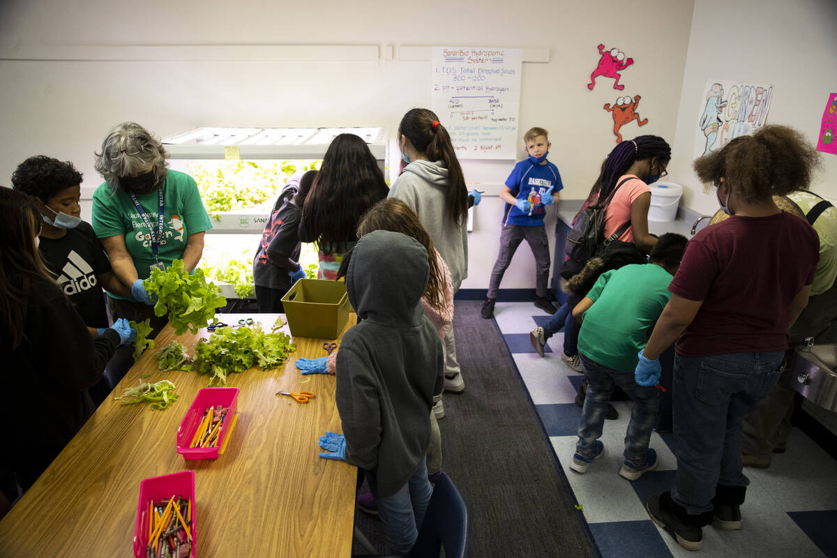 Students harvest lettuce from a hydroponic garden during a Gardening Club meeting at Dearing El ...