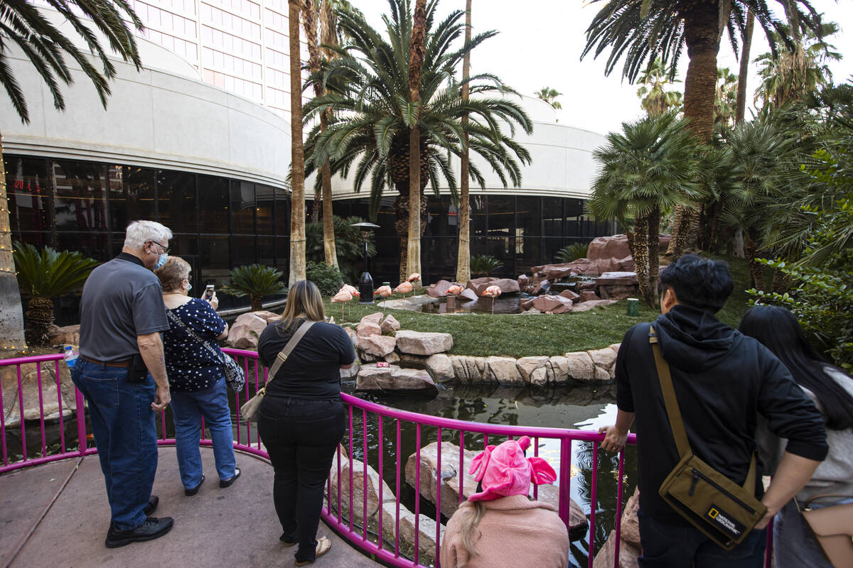 People check out the Flamingo Wildlife Habitat at the Flamingo in Las Vegas on Wednesday, Dec. ...