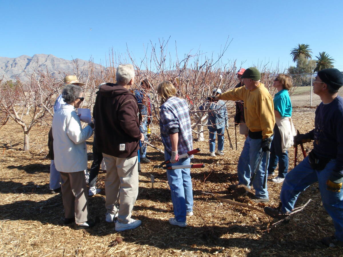 A pruning class is offered today at the Ahern Orchard, 700 Clarkway Drive, near West Bonanza Ro ...