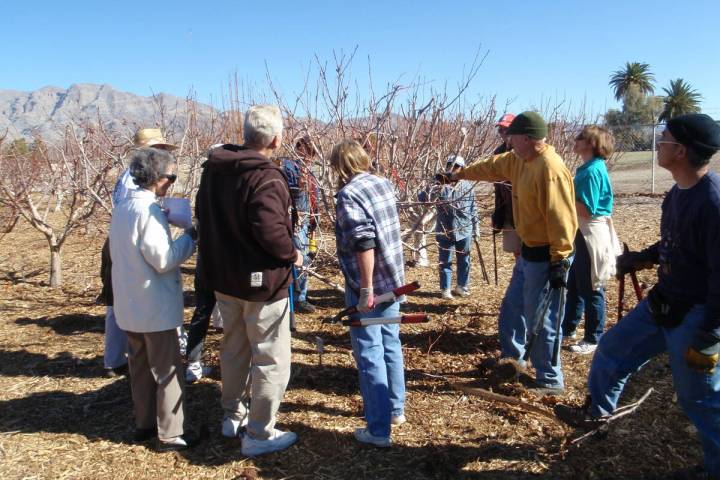 A pruning class is offered today at the Ahern Orchard, 700 Clarkway Drive, near West Bonanza Ro ...
