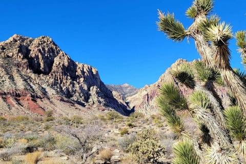 A view of Sandstone Canyon and part of the Spring Mountain range with a Joshua tree in the fore ...