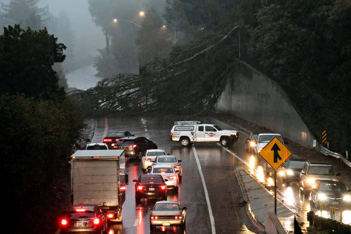 A large eucalyptus tree blocks the northbound lanes of Highway 13 just past Redwood Road in Oak ...