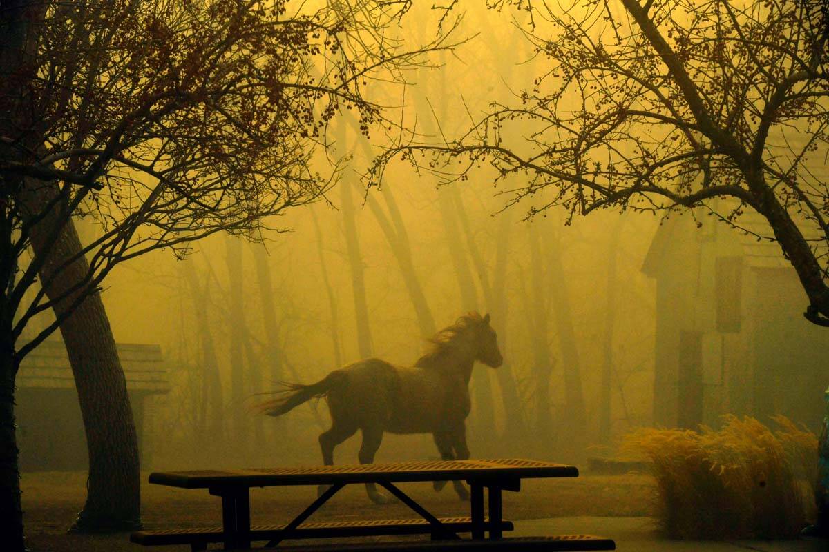A horse runs through Grasso Park as smoke from nearby fires obscures visibility, Thursday, Dec. ...