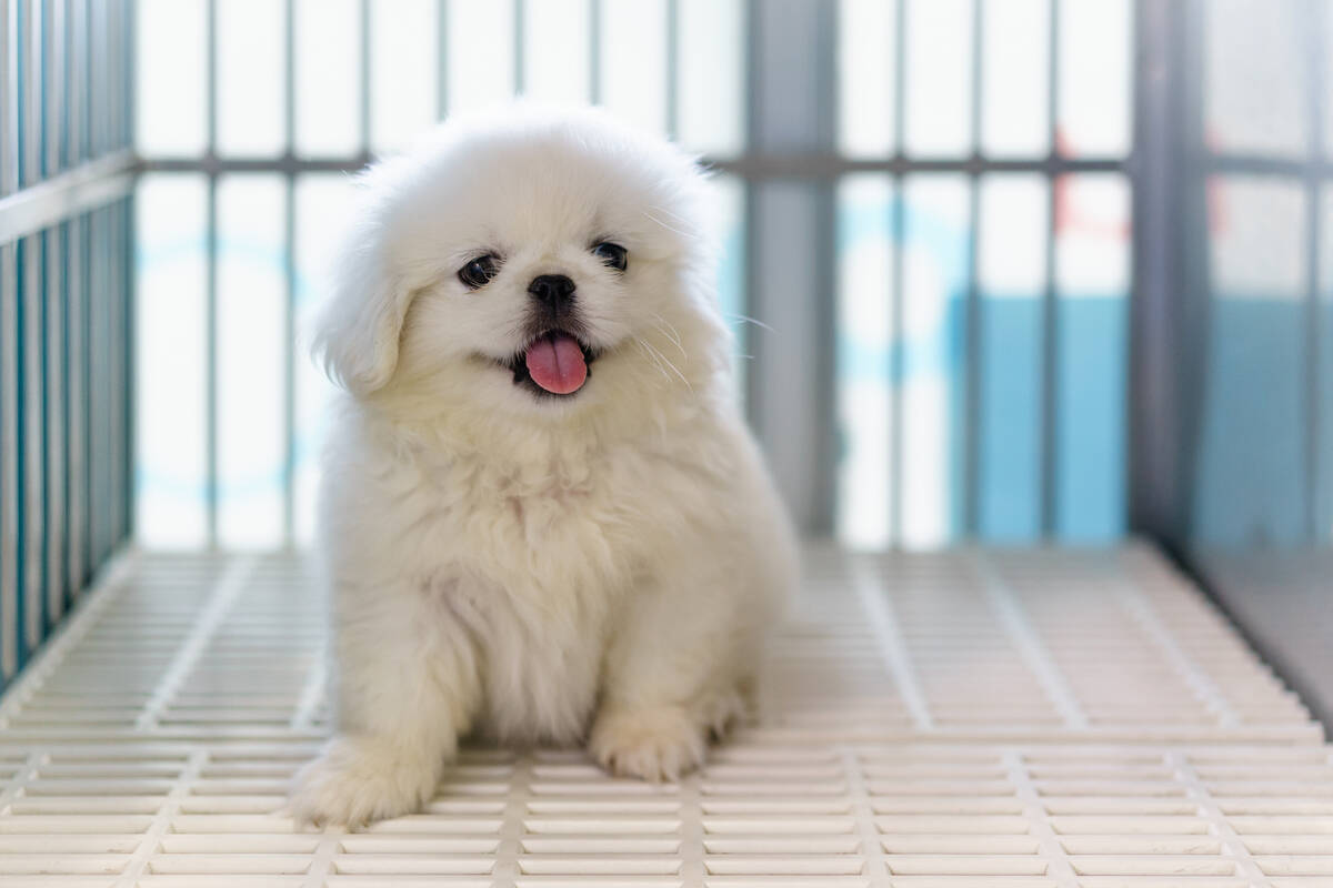 Close up of White Pekingese puppy sitting in the cage at the animal hospital/veterinary Clinic ...