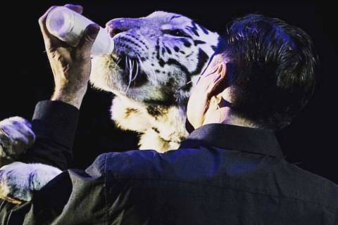 Magician Jay Owenhouse bottle-feeds Shekinah, a 10-year-old female tiger, during a show in Cali ...