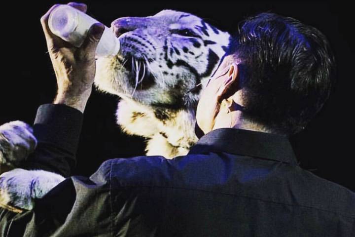 Magician Jay Owenhouse bottle-feeds Shekinah, a 10-year-old female tiger, during a show in Cali ...