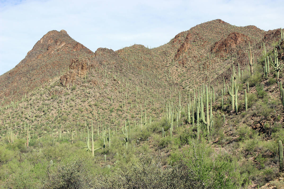 Hundreds of saguaro cacti grow on this south-facing slope just west of Tucson, Arizona. (Debora ...