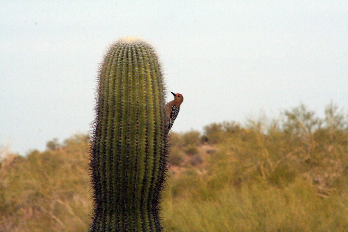 It is common to see Gila woodpeckers in areas where saguaro cacti grow. (Deborah Wall)