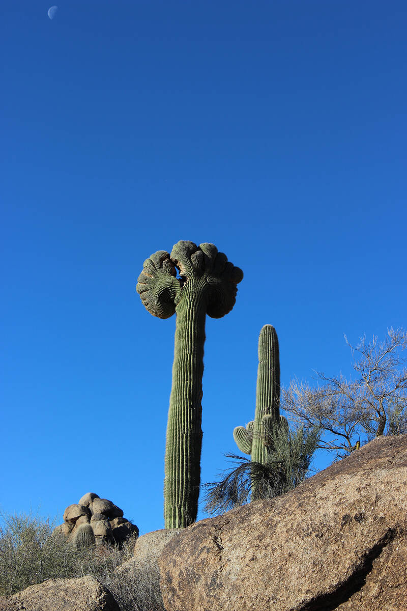 It is a rare sight to see a crested or cristate saguaro cactus such as this one found near Wick ...